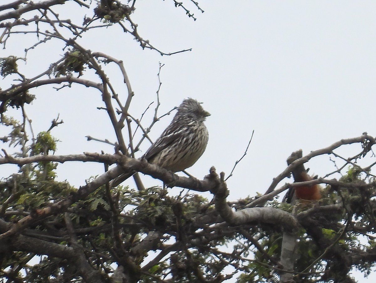 ペルークサカリドリ - ML644546452