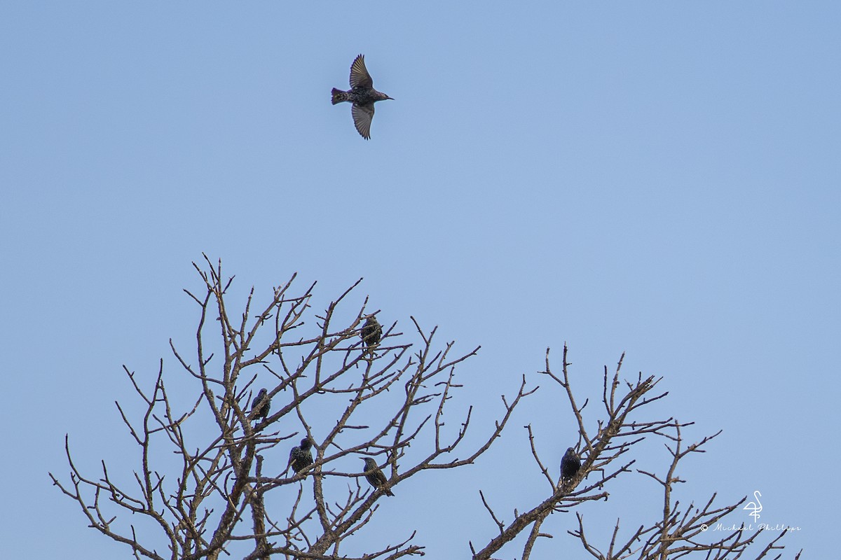 European Starling - ML644546463
