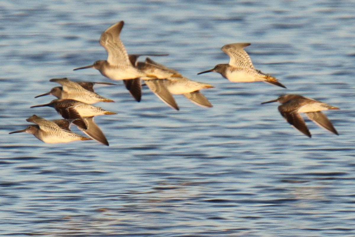 Long-billed Dowitcher - ML644546466