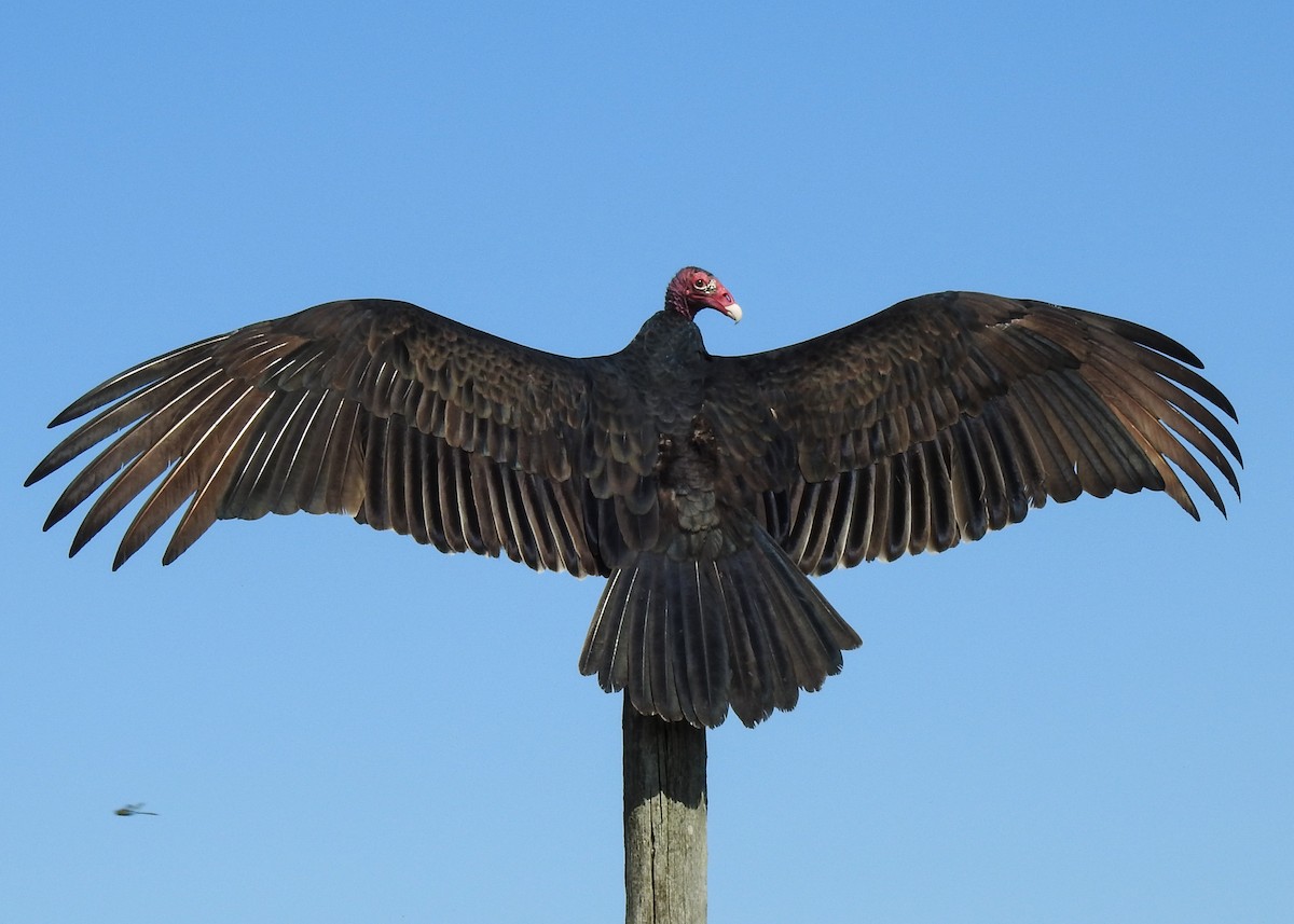 kalkunkondor - ML644546468