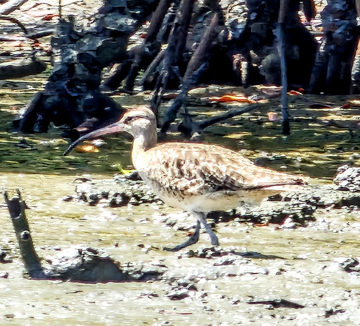 Hudsonian/Eurasian Whimbrel - ML644546469