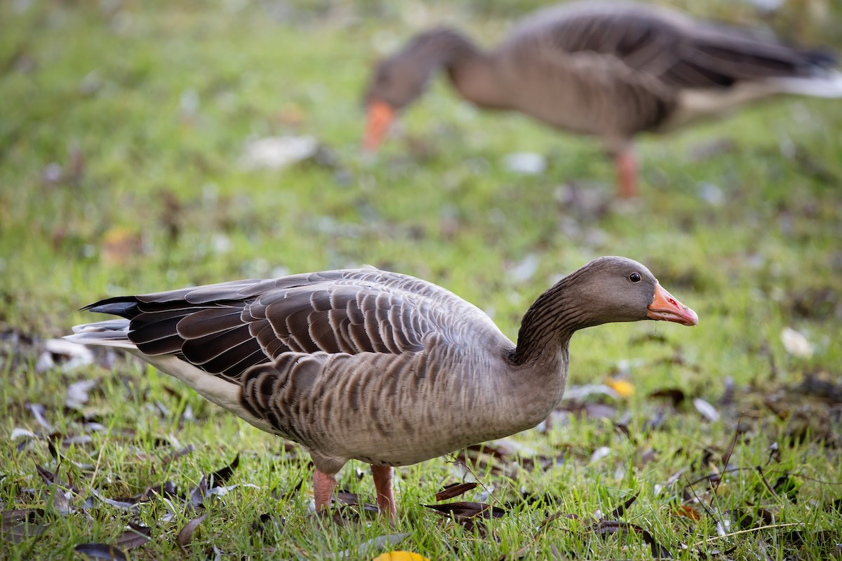 灰雁 - ML644546471