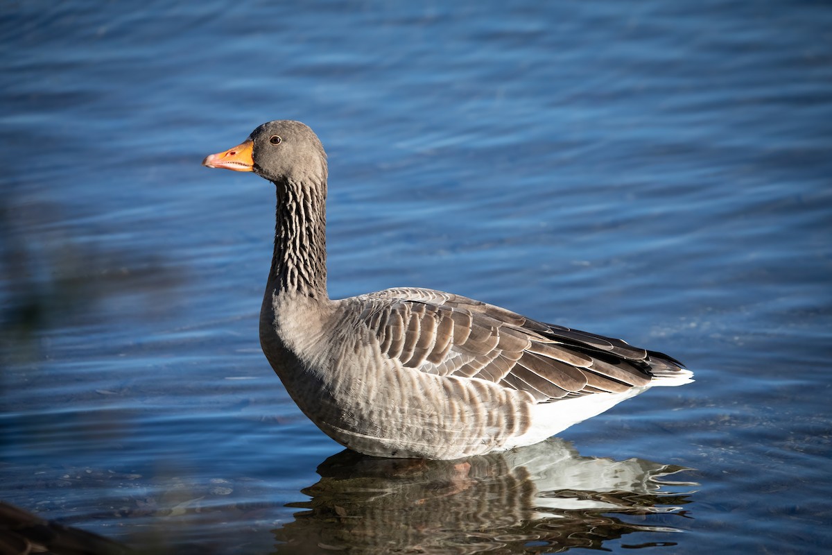 灰雁 - ML644546473