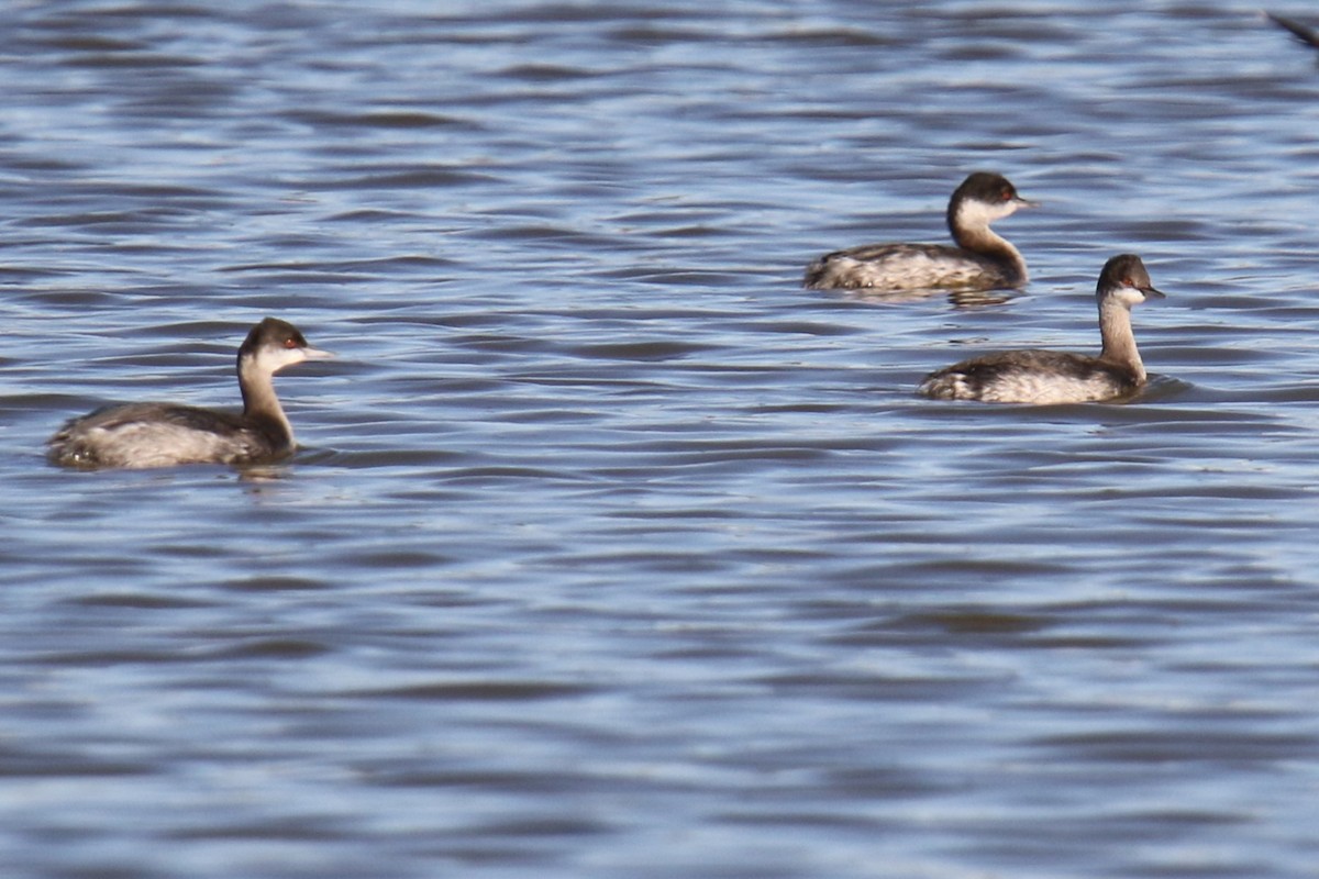 טבלן בינוני - ML644546478