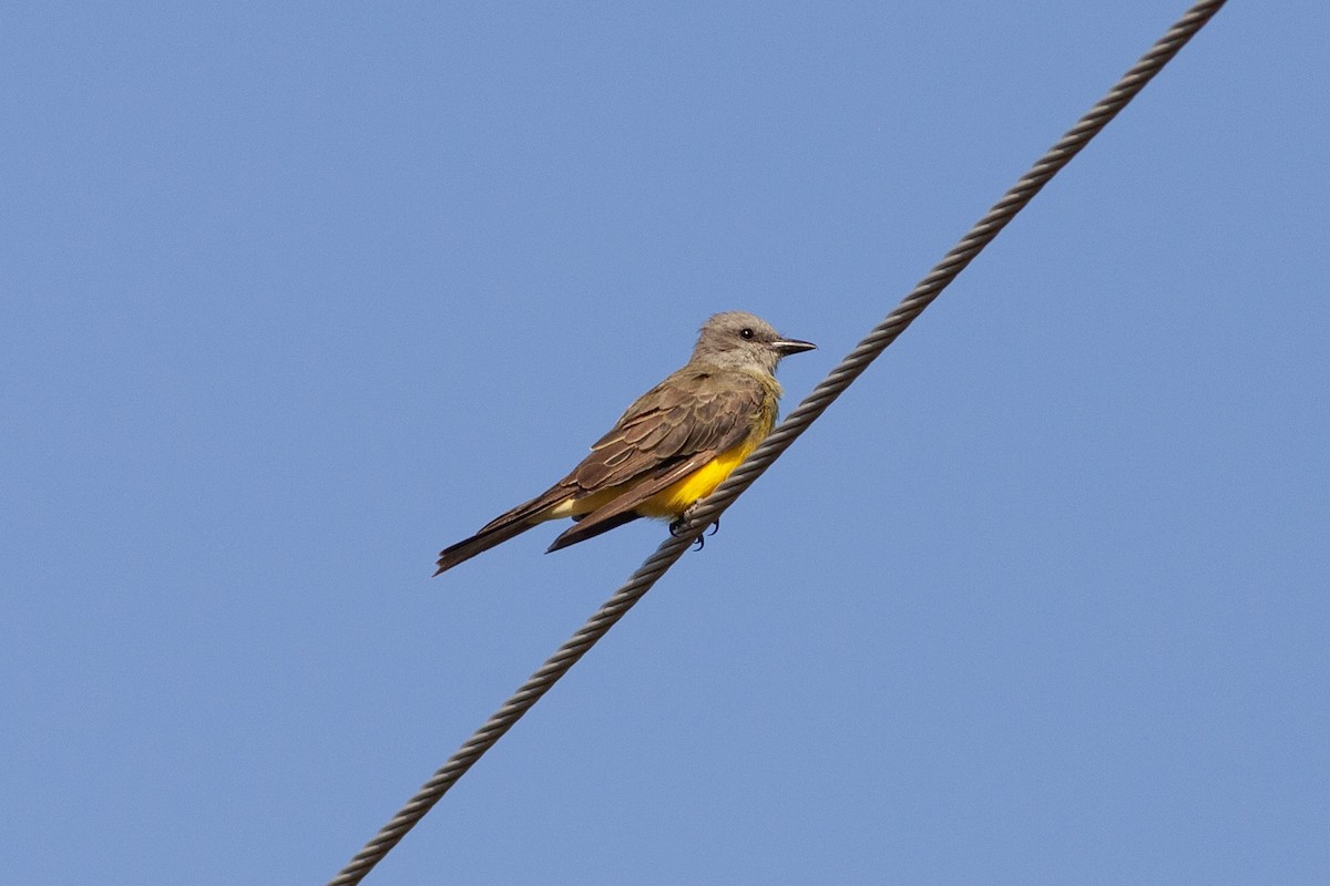 Tyran mélancolique - ML644546496