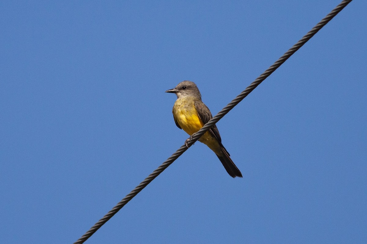 Tyran mélancolique - ML644546497