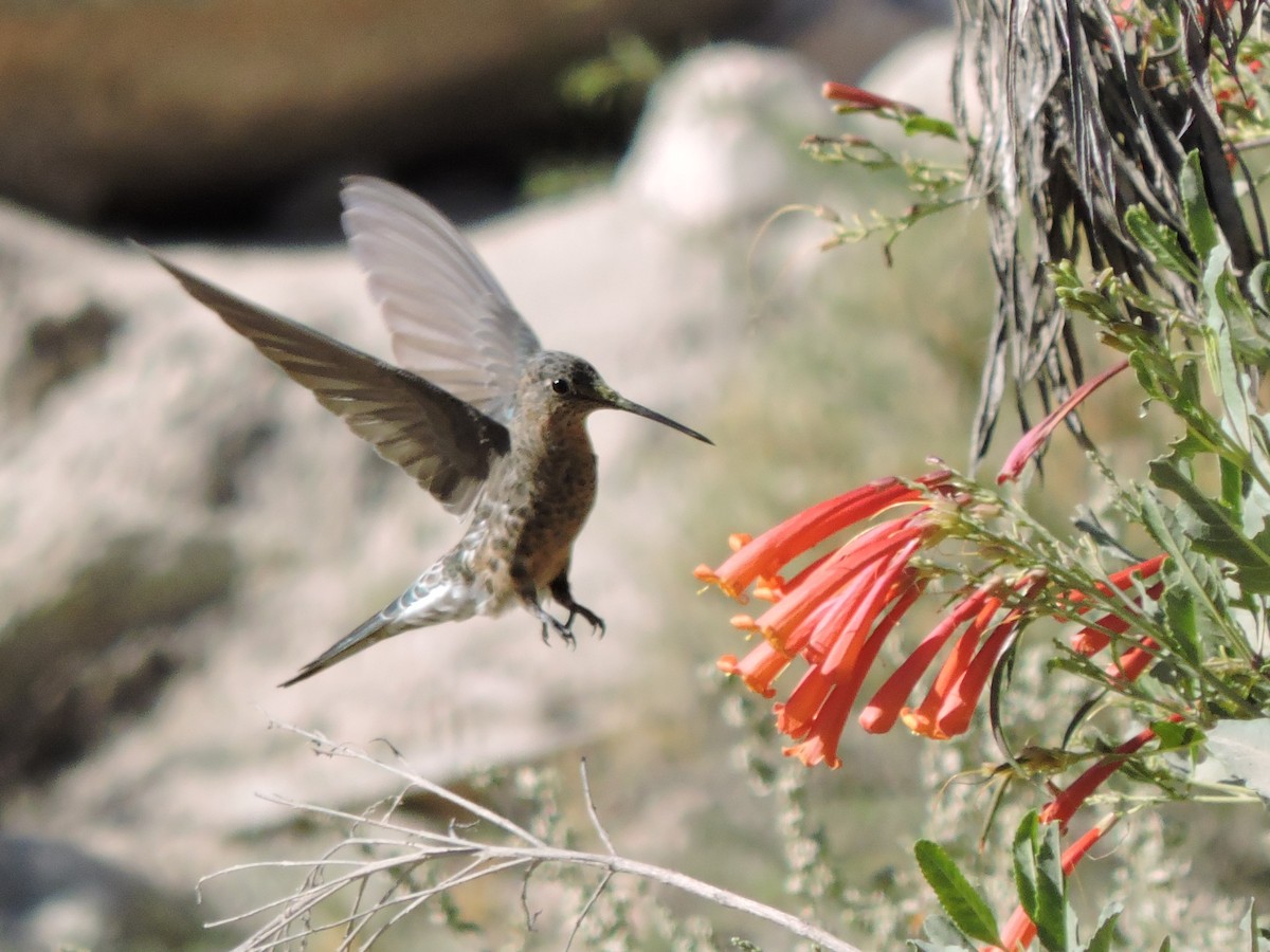 Giant Hummingbird - ML644546513