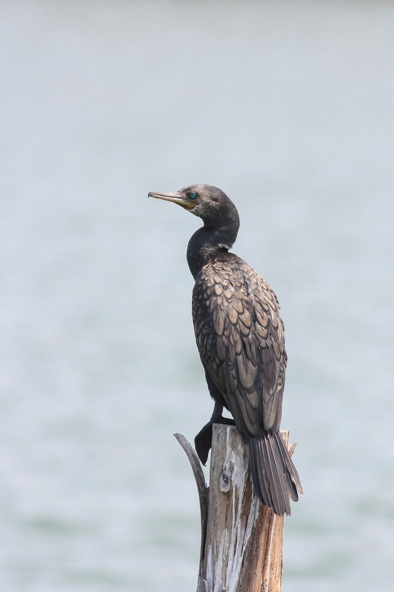 Indian Cormorant - ML644546514