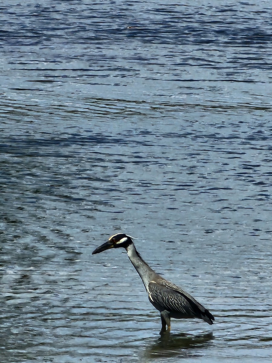 gulkronehegre - ML644546516