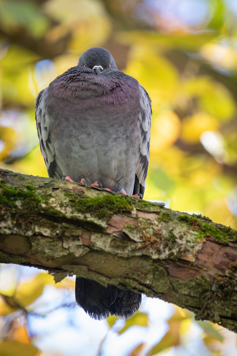 カワラバト（ドバト、家畜型） - ML644546523