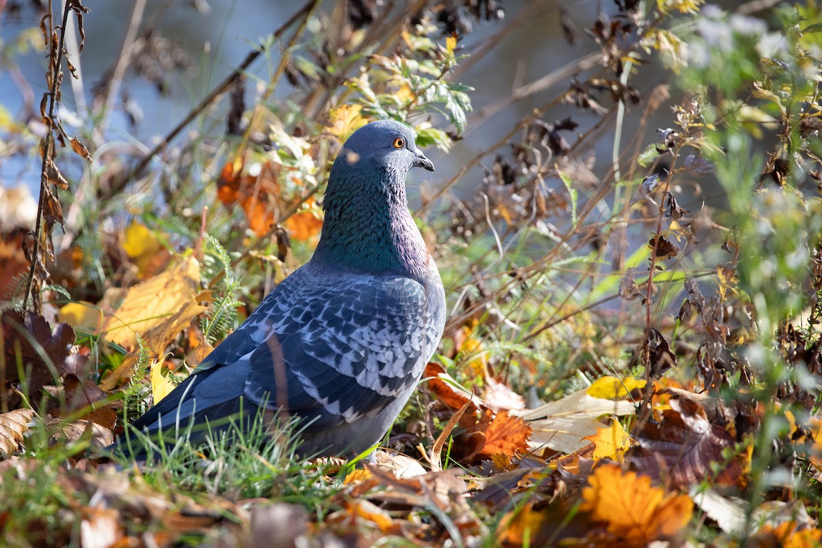 カワラバト（ドバト、家畜型） - ML644546524