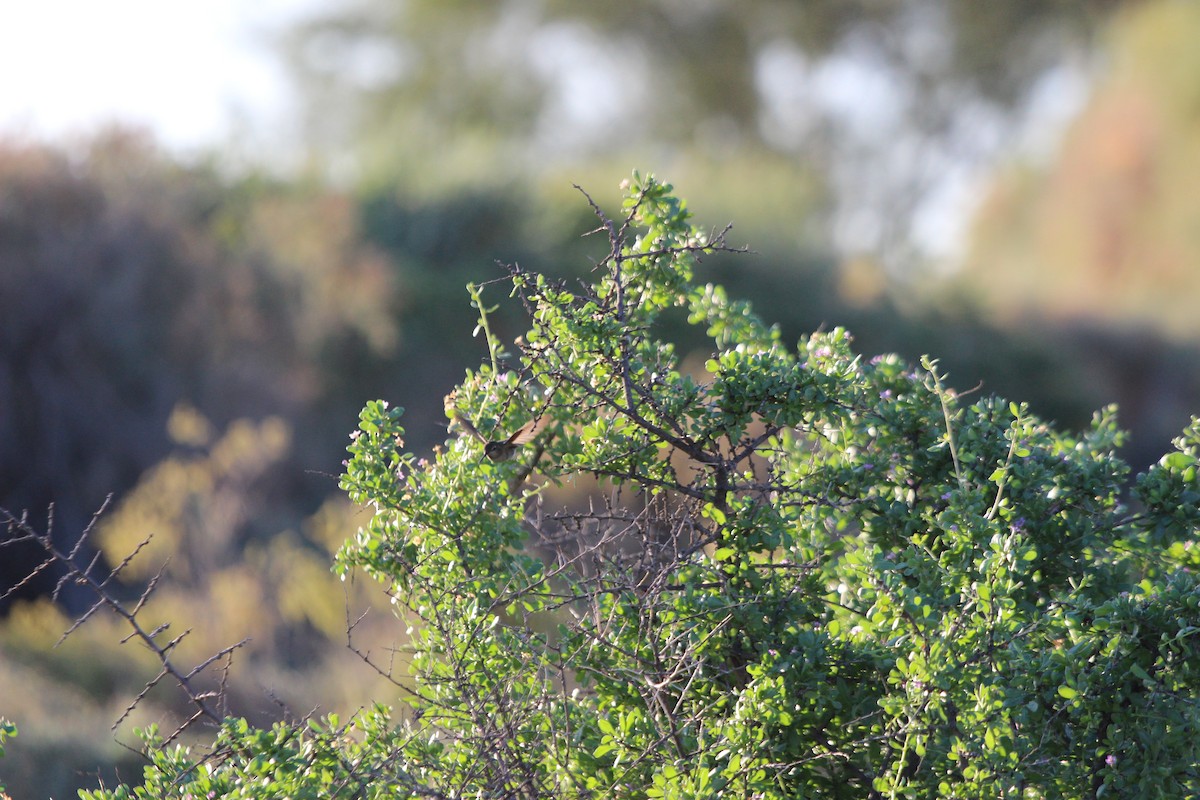 Anna's Hummingbird - ML644546529