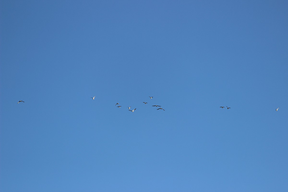 Long-billed Dowitcher - ML644546533