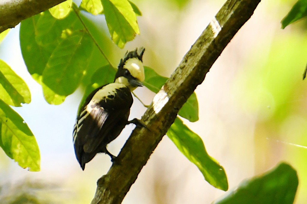 Pic canente - ML644546534