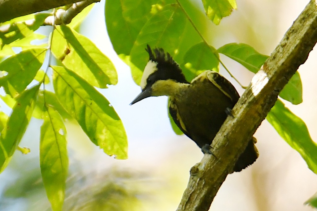 Pic canente - ML644546535