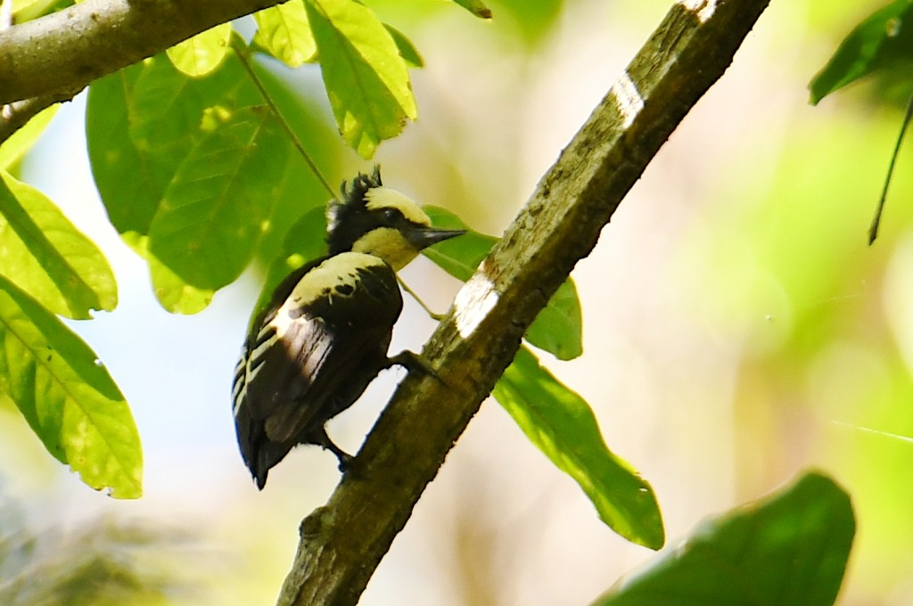 Pic canente - ML644546536