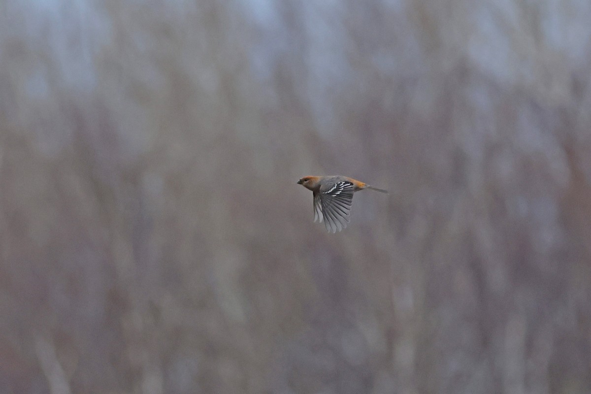 Нарсны шүршүү - ML644546568