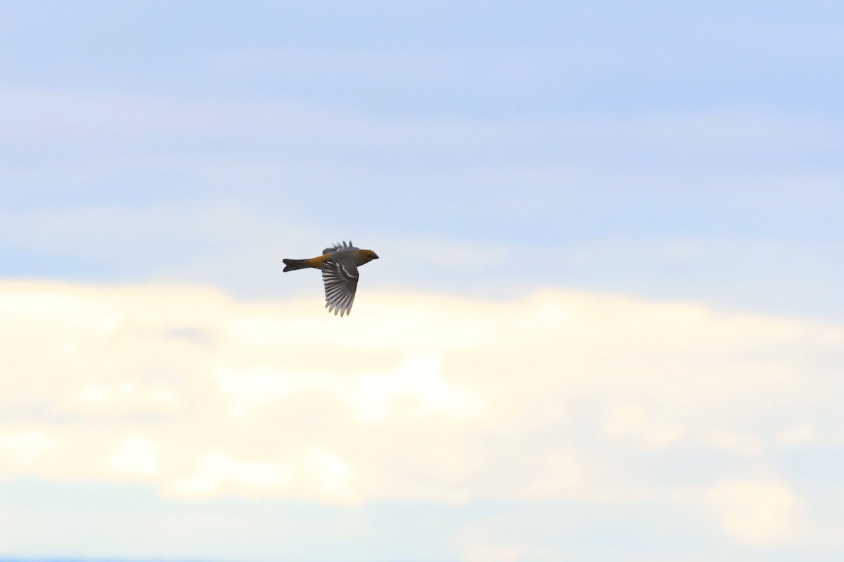 Нарсны шүршүү - ML644546569