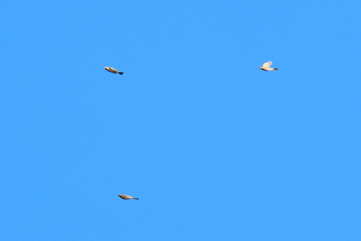 Нарсны шүршүү - ML644546570