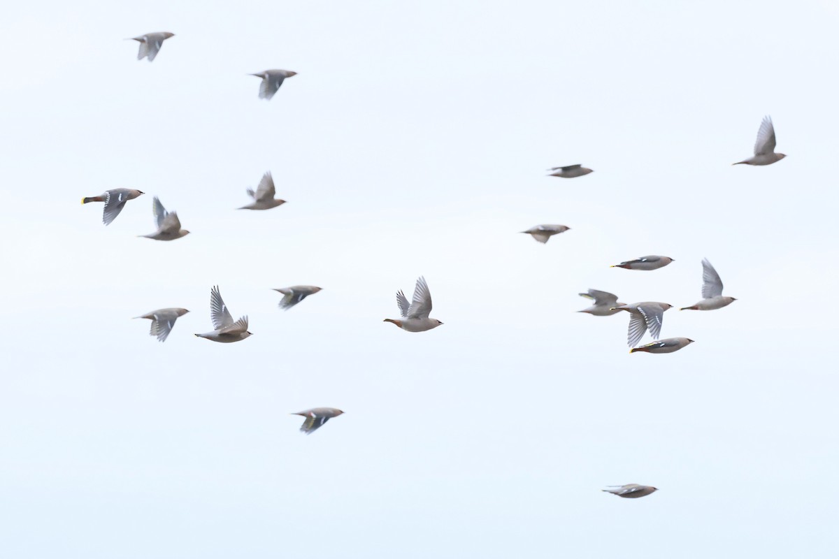 Шивэр энхэт бялзуухай - ML644546577