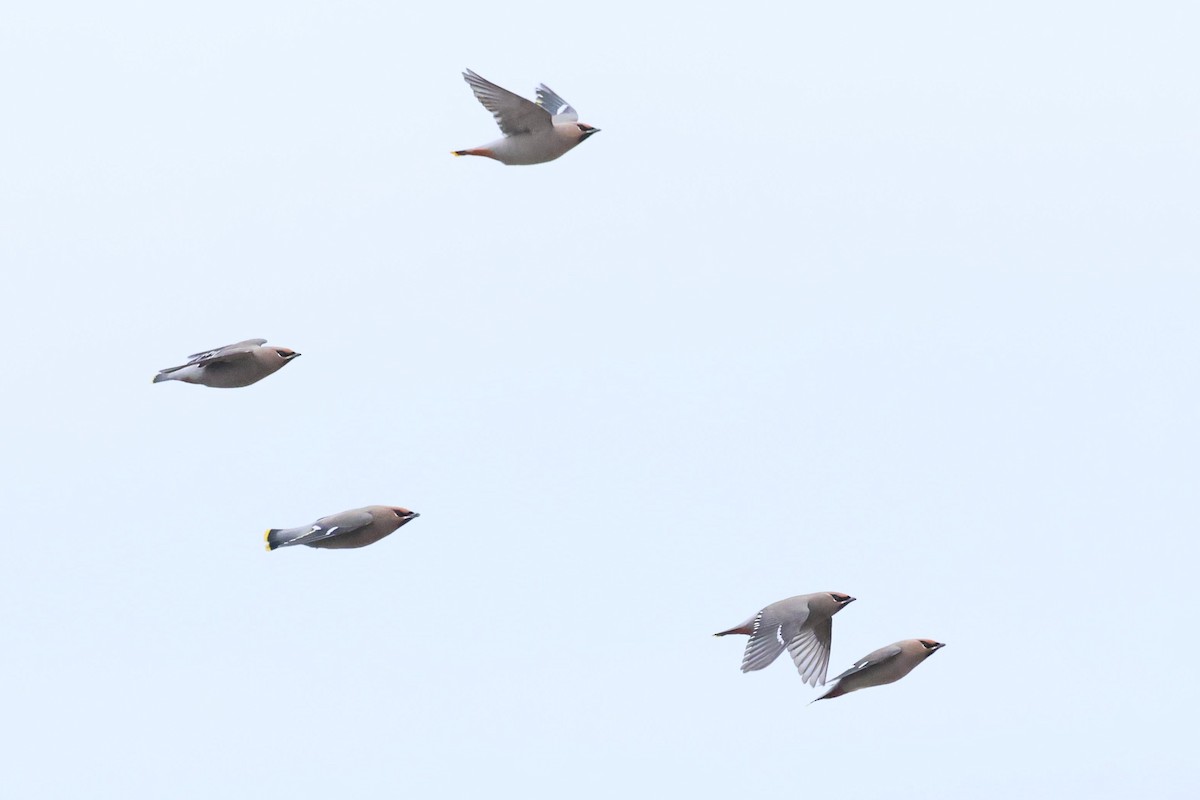 Шивэр энхэт бялзуухай - ML644546578