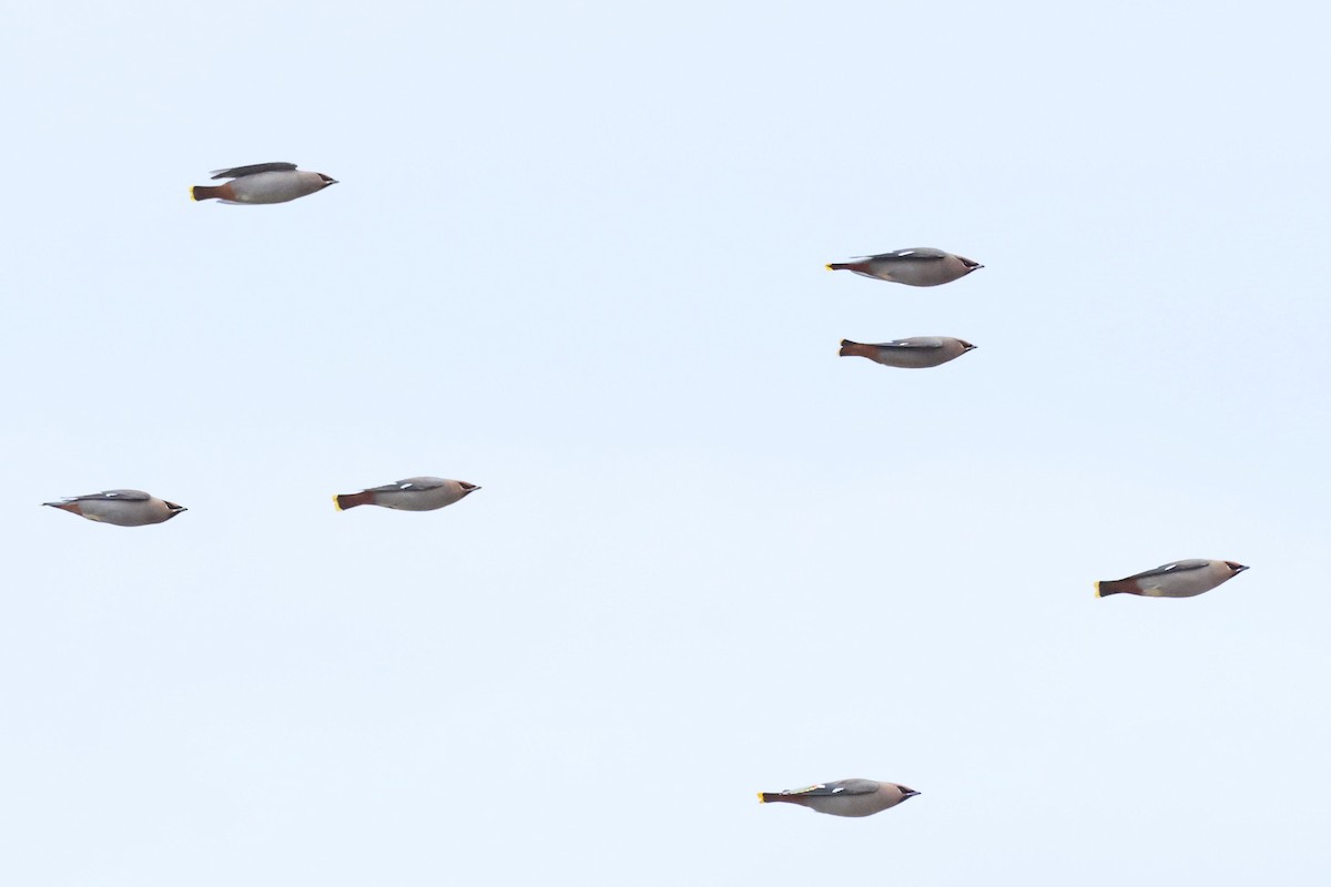 Шивэр энхэт бялзуухай - ML644546579