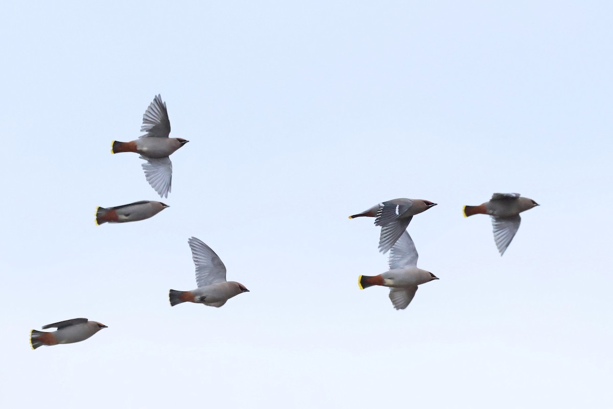 Шивэр энхэт бялзуухай - ML644546580