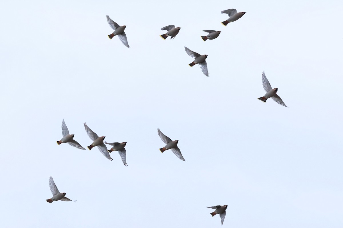 Шивэр энхэт бялзуухай - ML644546581