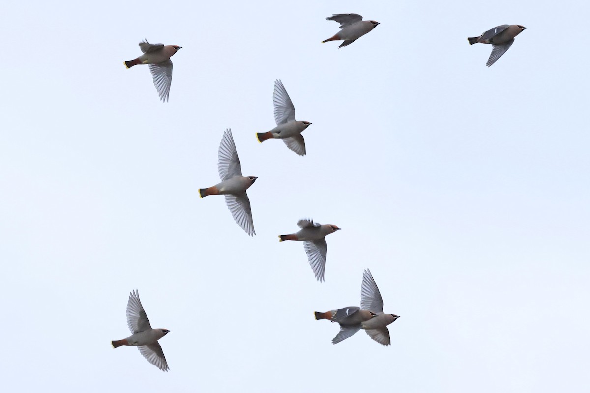 Шивэр энхэт бялзуухай - ML644546582