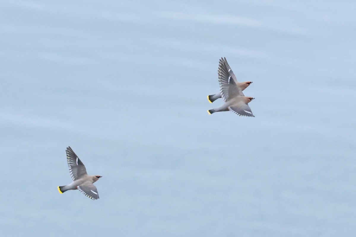 Шивэр энхэт бялзуухай - ML644546600