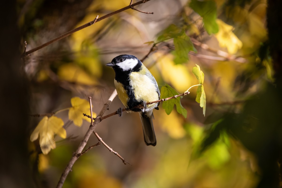 ヨーロッパシジュウカラ - ML644546607