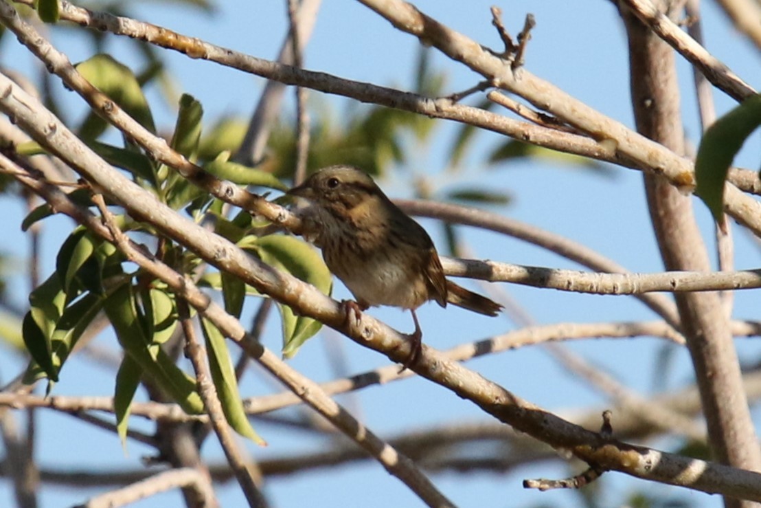 strnadec pruhohlavý - ML644546610