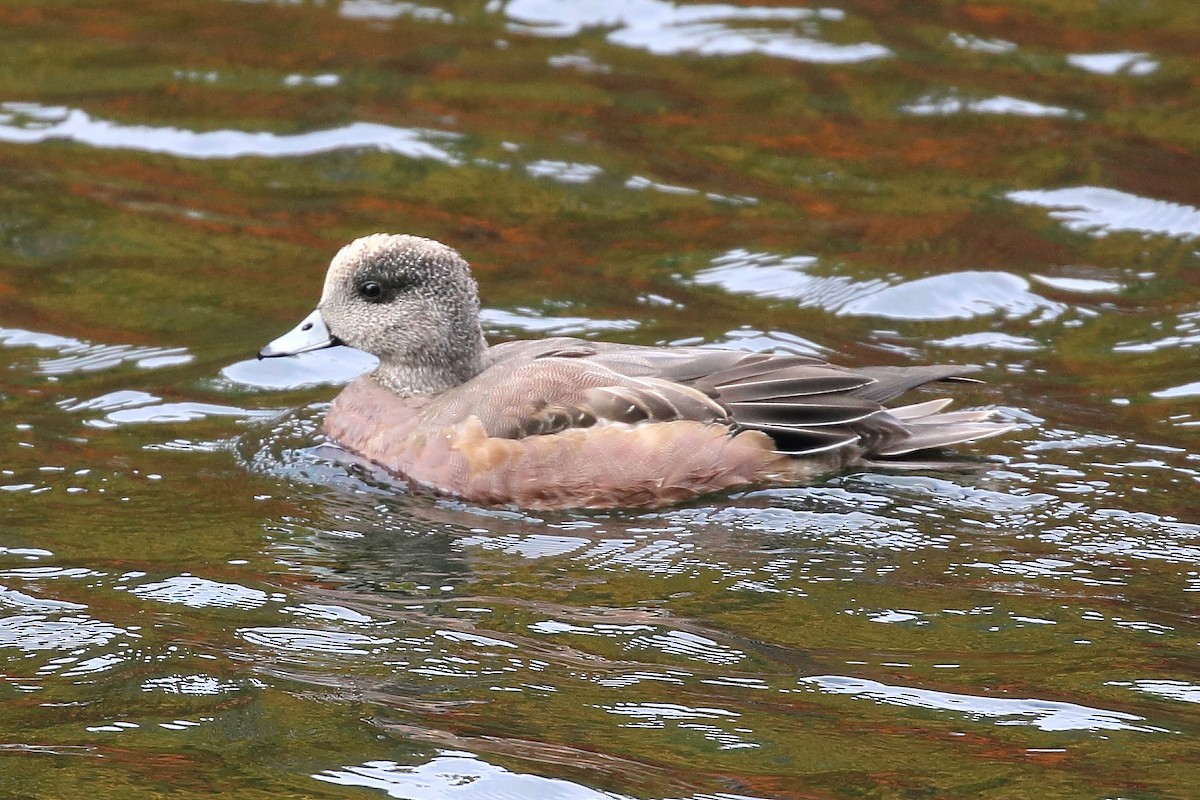 American Wigeon - ML644546611