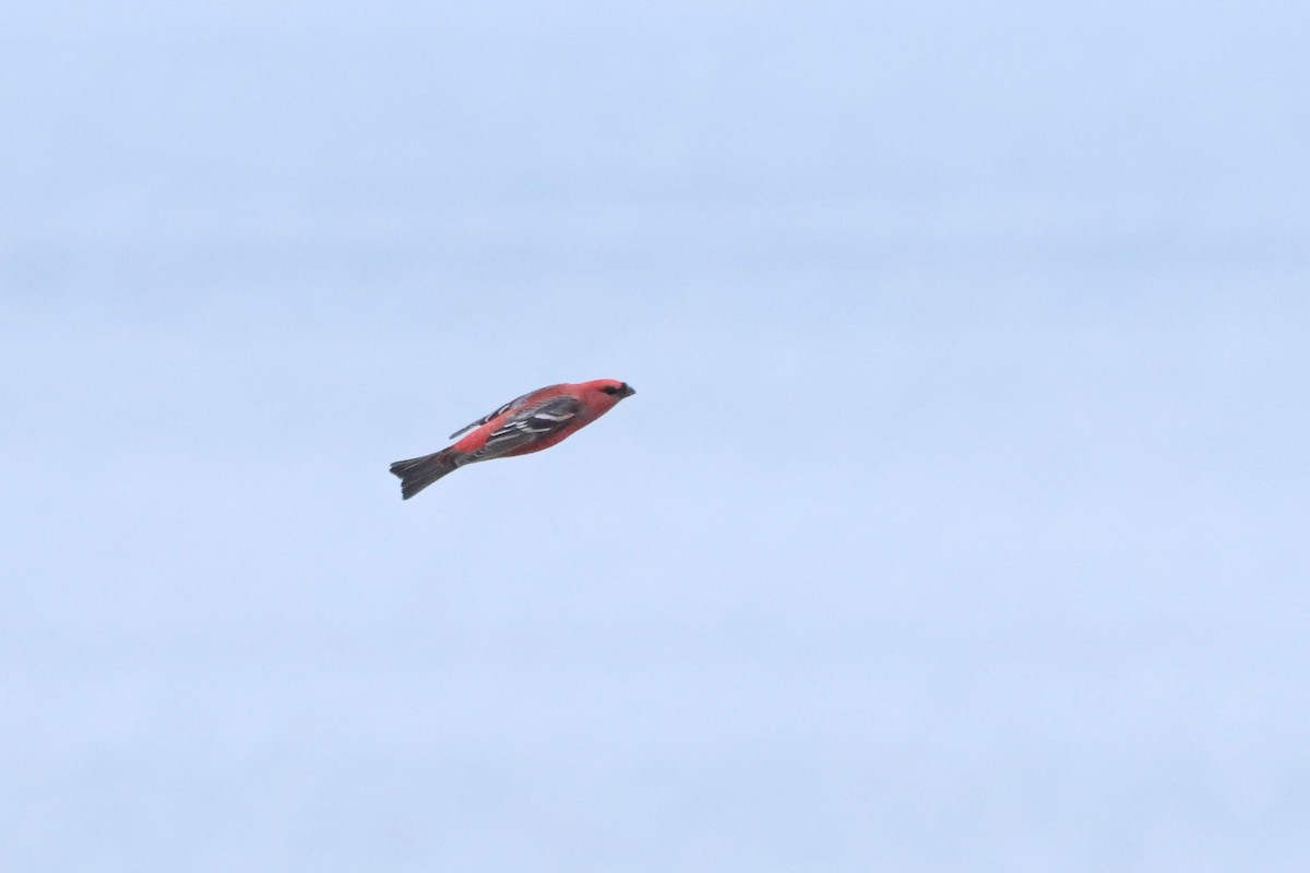 Нарсны шүршүү - ML644546613