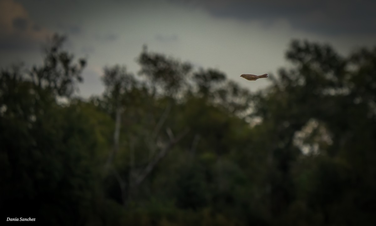 strnadec pruhohlavý - ML644546618