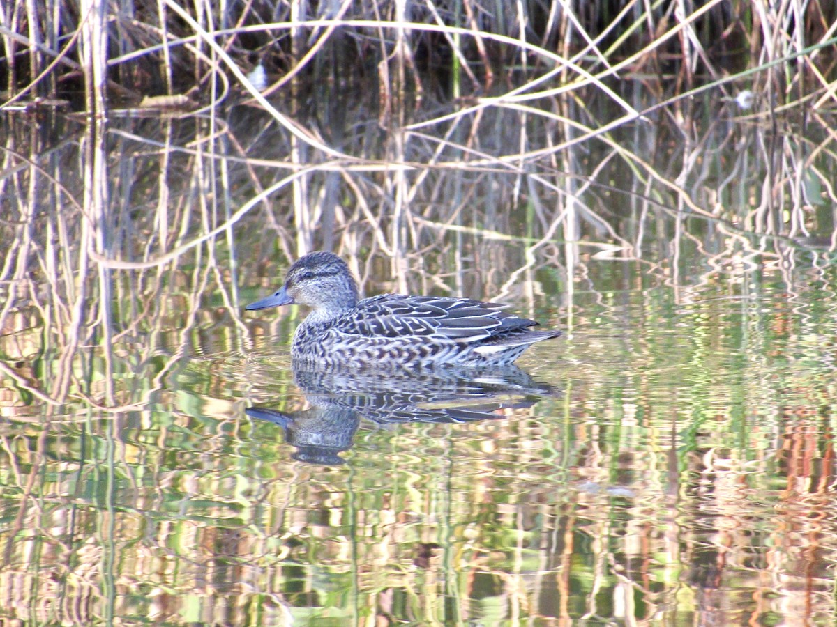 krikkand - ML644546625