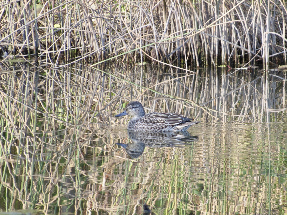 krikkand - ML644546626