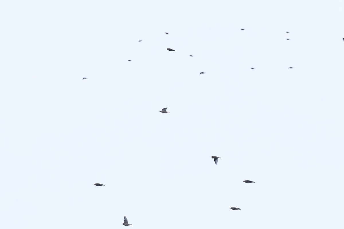 Шивэр энхэт бялзуухай - ML644546642