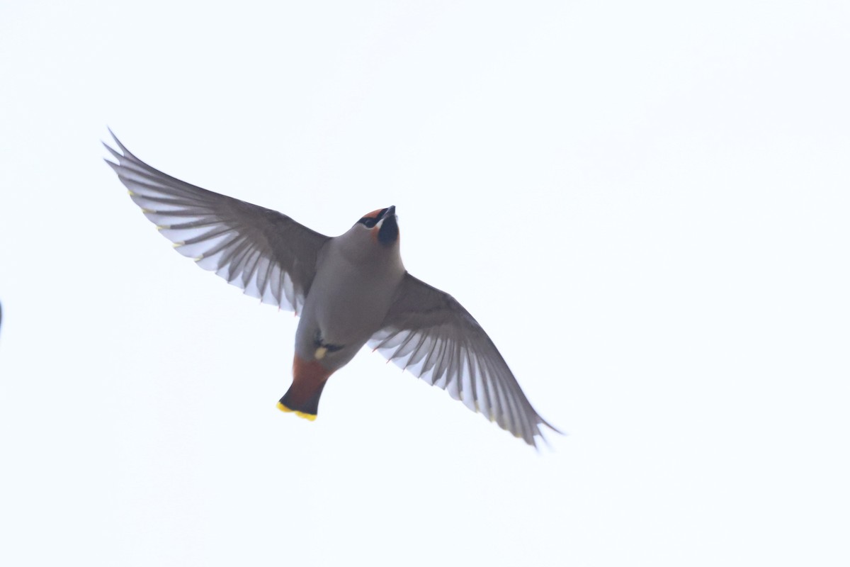 Шивэр энхэт бялзуухай - ML644546644