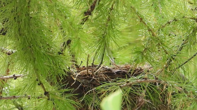 Jaseur d'Amérique - ML644546646