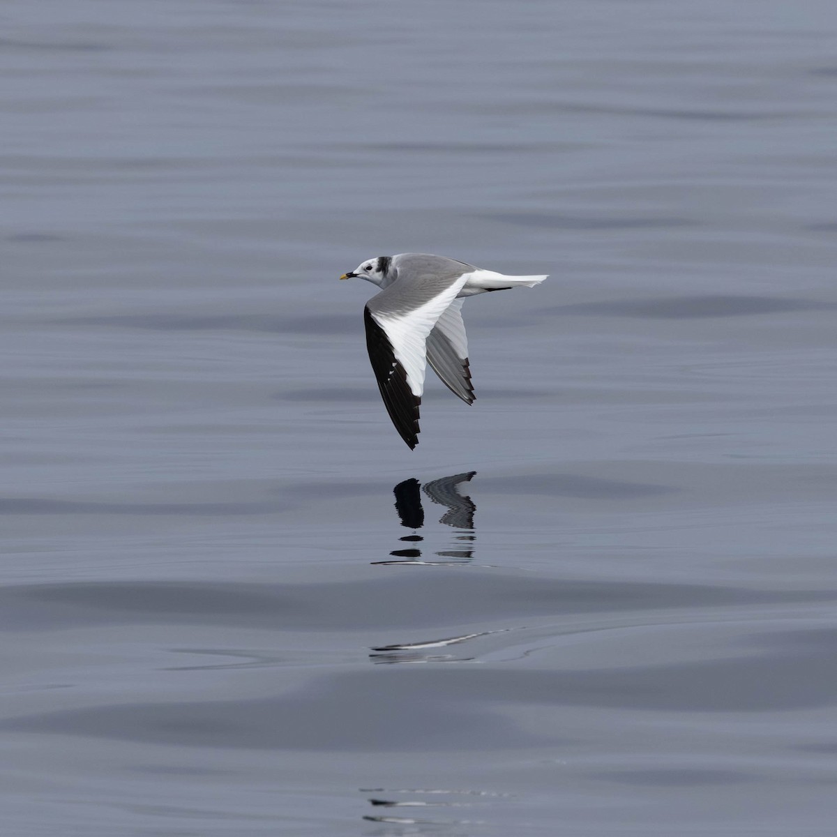 Sabine antxeta - ML644546651