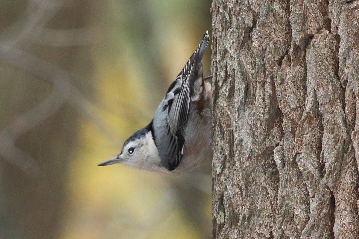 White-breasted Nuthatch - ML644546652