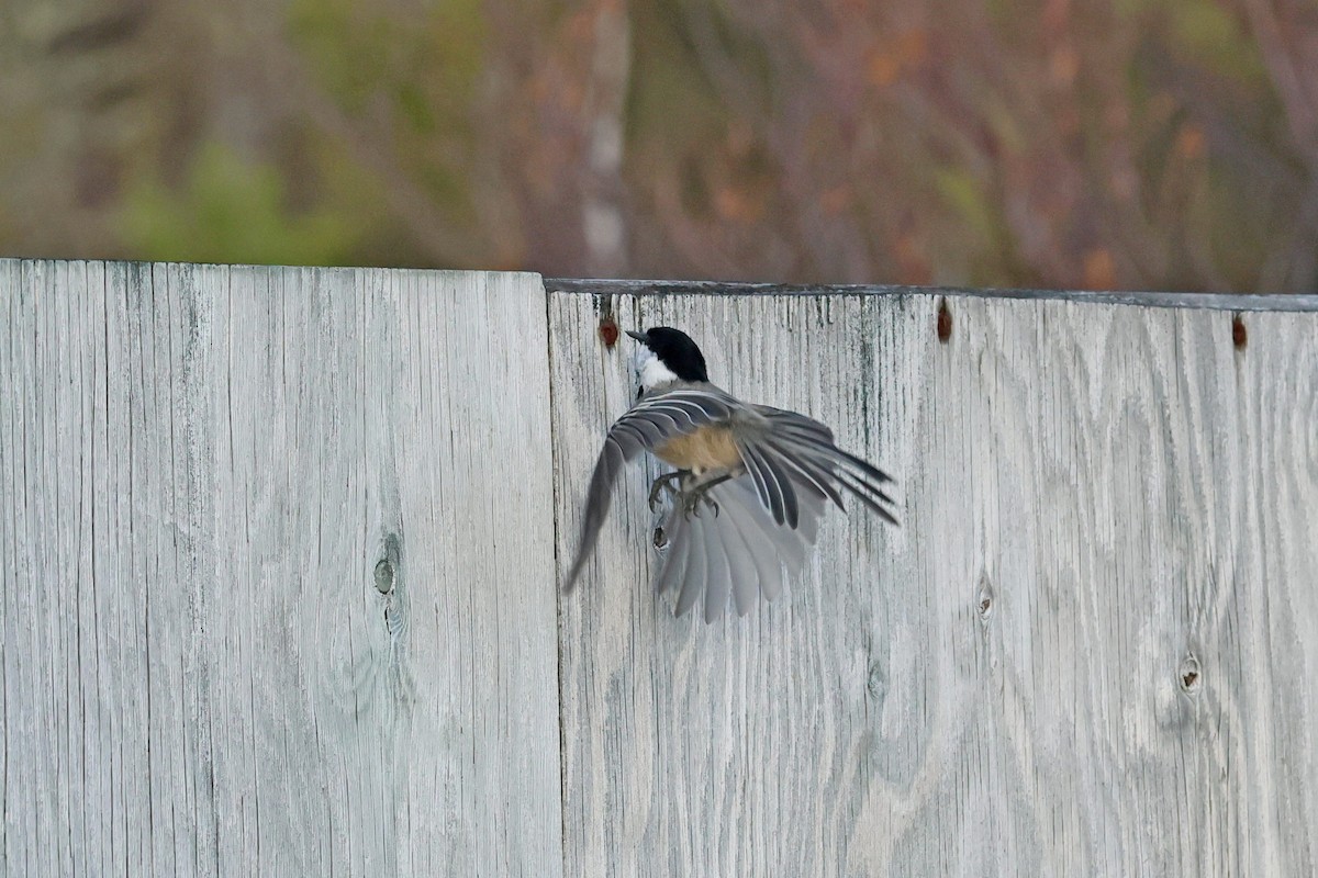 Black-capped Chickadee - ML644546671