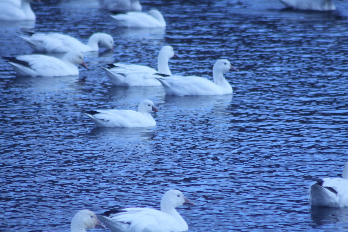Ross's Goose - ML644546674