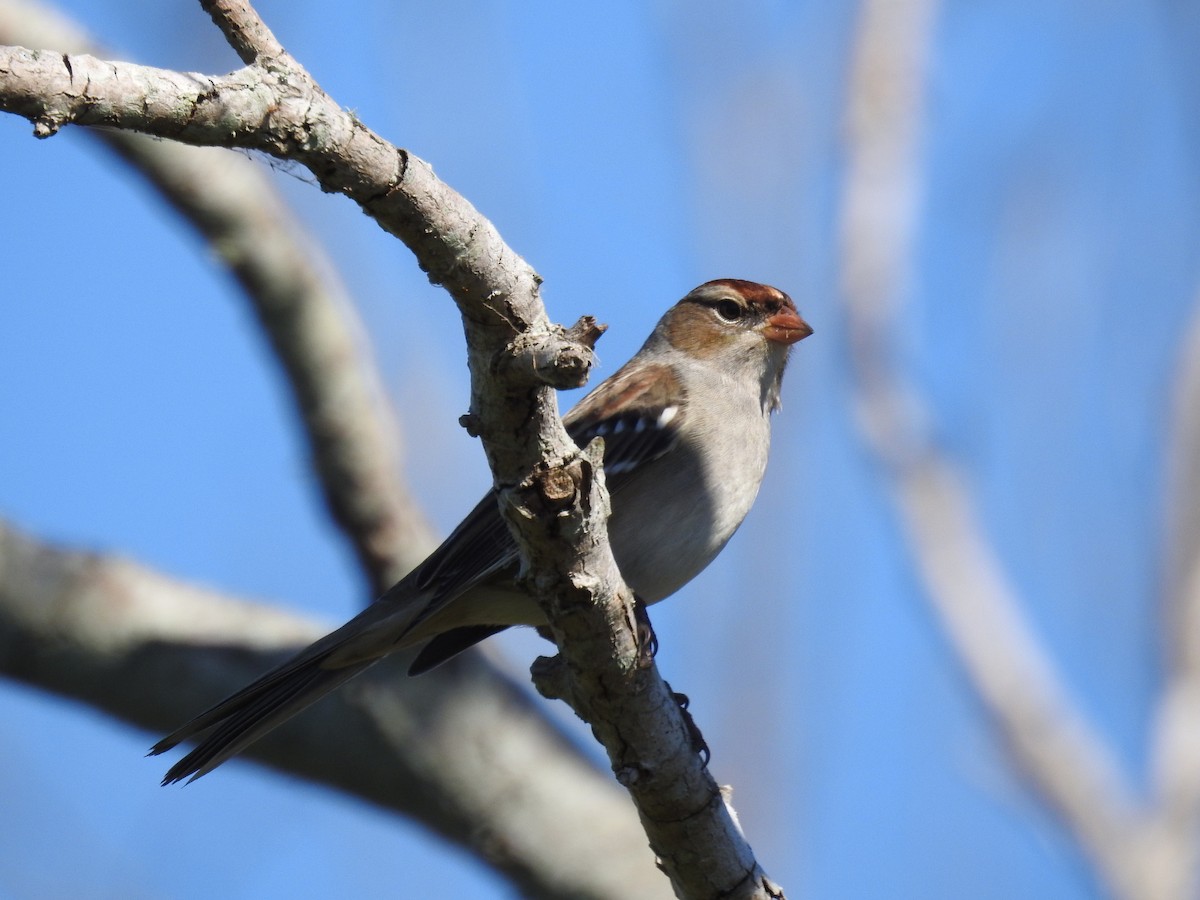 White-crowned Sparrow - ML644546675