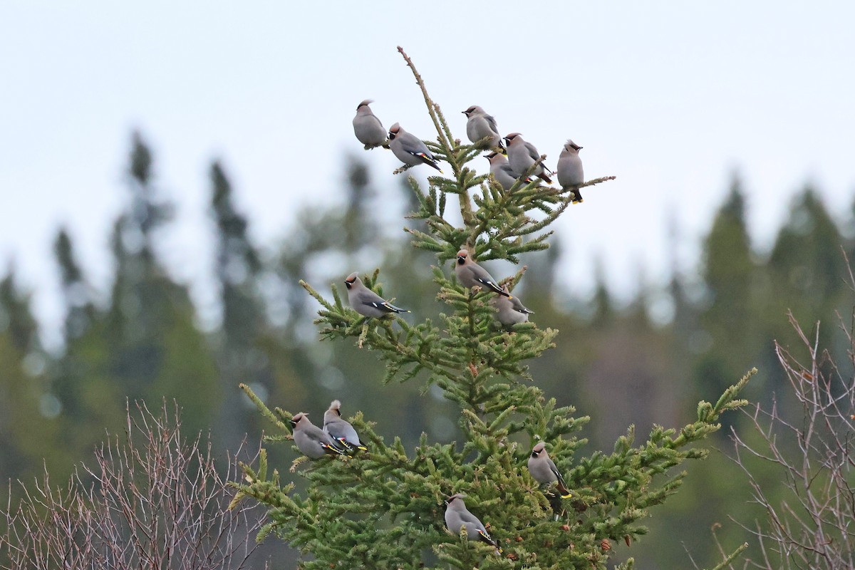 Шивэр энхэт бялзуухай - ML644546676