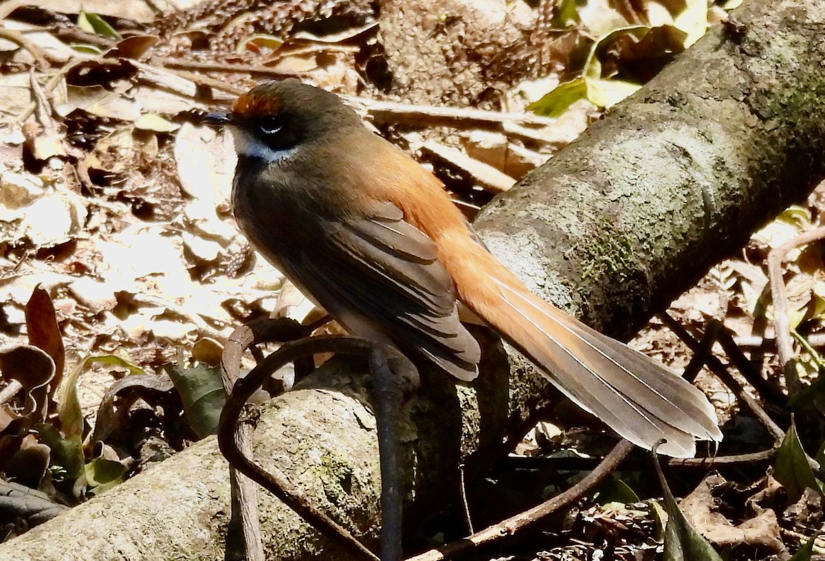 Australian Rufous Fantail - ML644546678