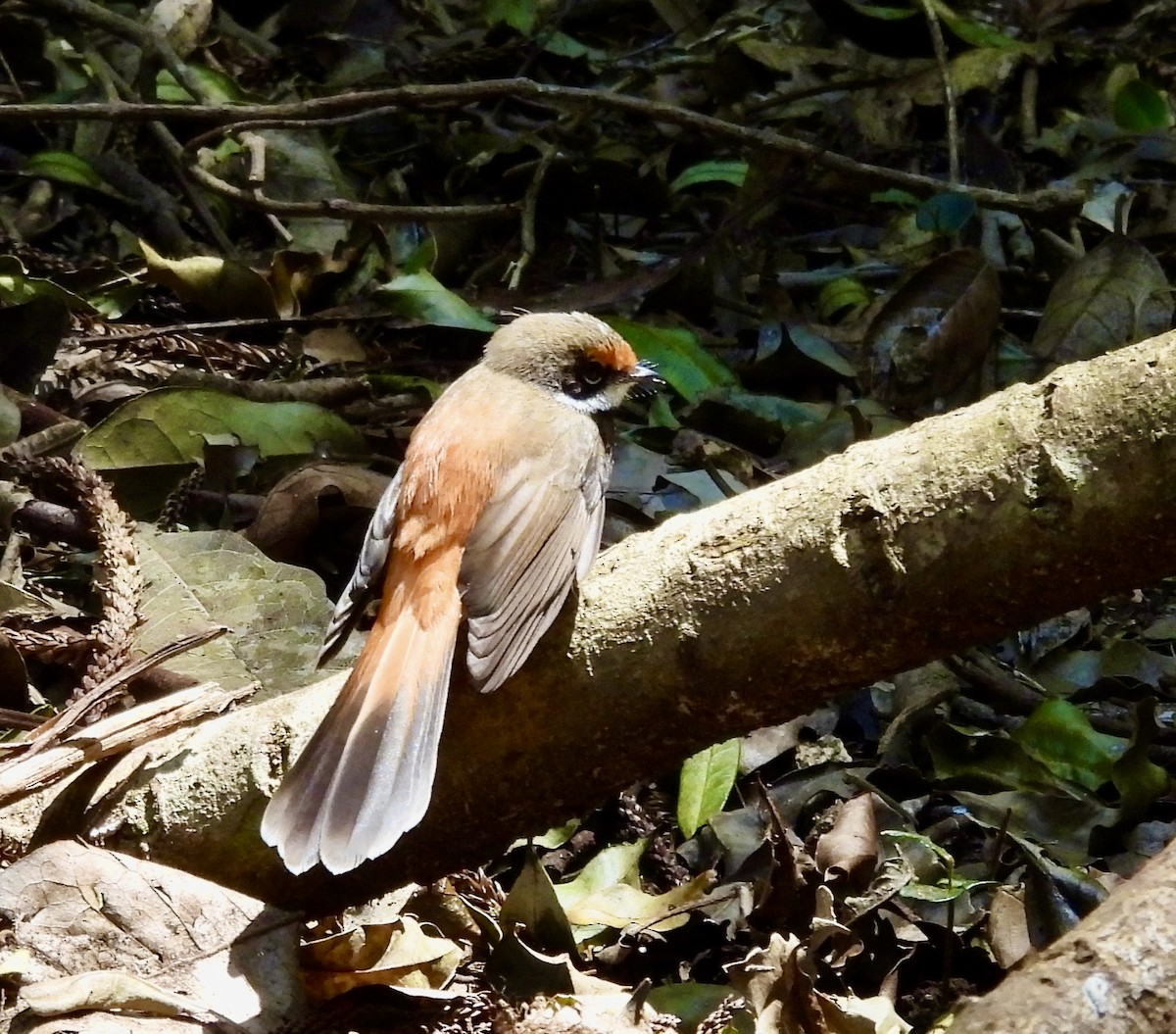 Australian Rufous Fantail - ML644546679