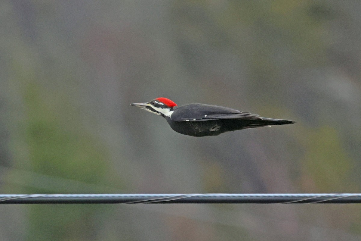 Pileated Woodpecker - ML644546681