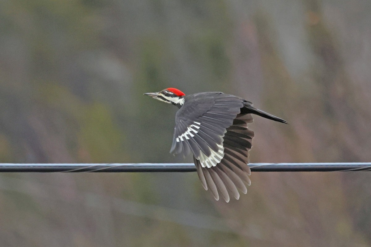 Pileated Woodpecker - ML644546682